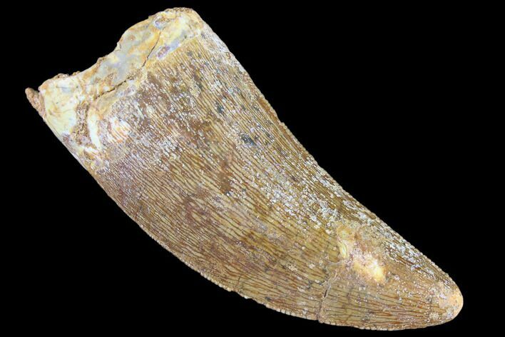 Serrated, Carcharodontosaurus Tooth - Real Dinosaur Tooth #85859